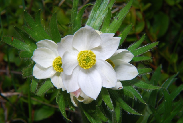 Anemonastrum narcissiflorum